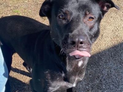 Pets of the Week in Farmington